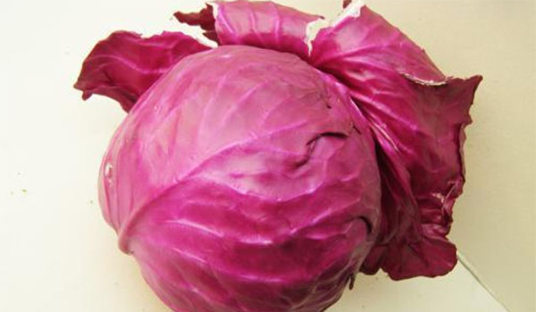 紫甘藍(lán)每天都吃可以嗎?