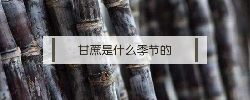 甘蔗是什么季節的