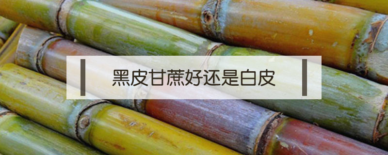 黑皮甘蔗好還是白皮