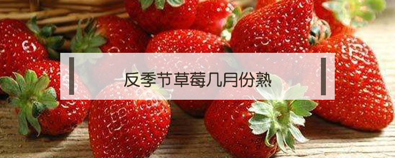 反季節(jié)草莓幾月份熟