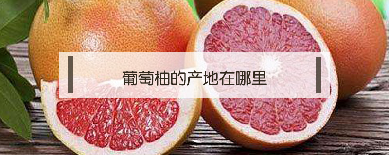 葡萄柚的產地在哪里