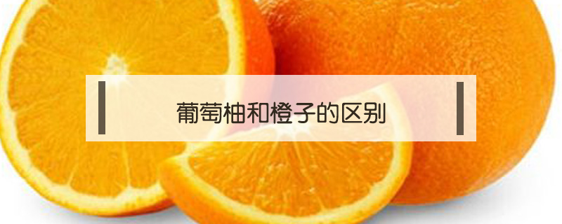 葡萄柚和橙子的區(qū)別