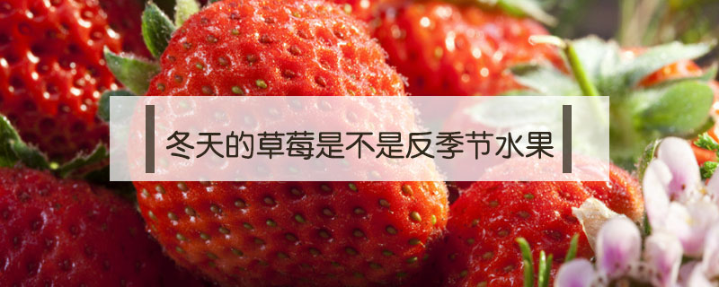 冬天的草莓是不是反季節水果