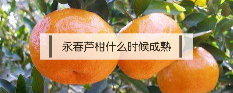永春蘆柑什么時候成熟