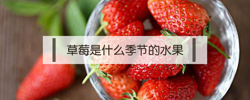 草莓是什么季節(jié)的水果