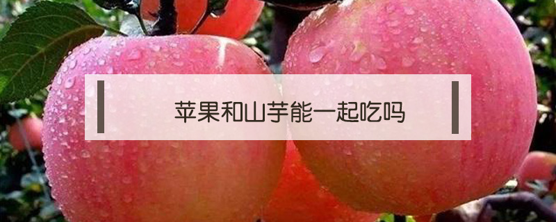蘋果和山芋能一起吃嗎