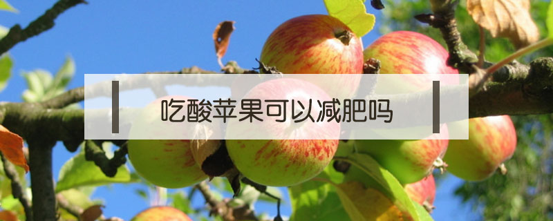 吃酸蘋果可以減肥嗎