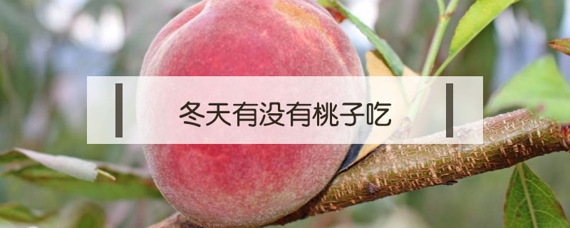 冬天有沒有桃子吃