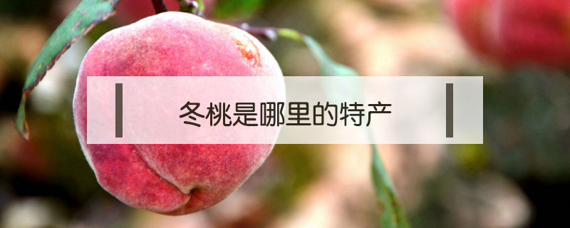 冬桃是哪里的特產