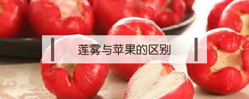 蓮霧與蘋果的區別