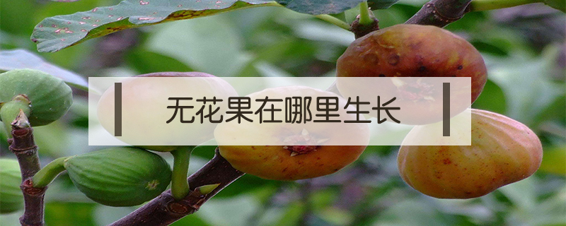 無花果在哪里生長