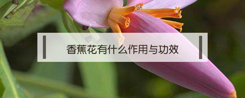 香蕉花有什么作用與功效