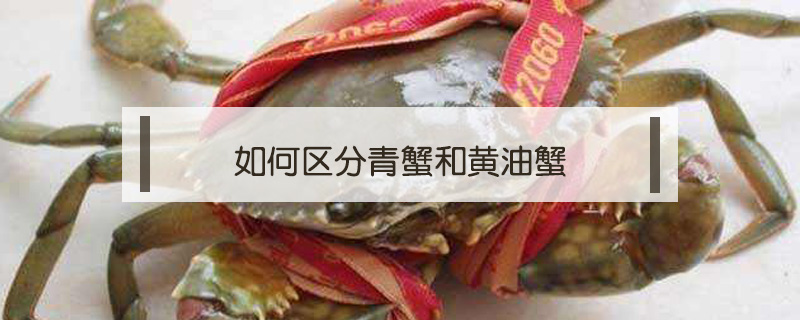如何區(qū)分青蟹和黃油蟹