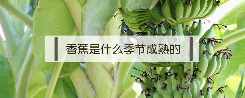 香蕉是什么季節成熟的