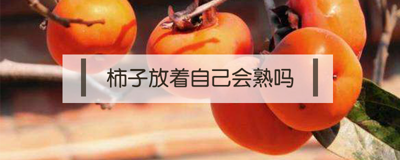 柿子放著自己會熟嗎