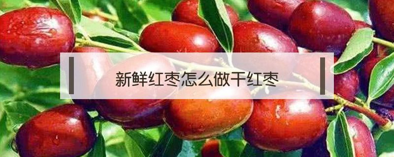 新鮮紅棗怎么做干紅棗