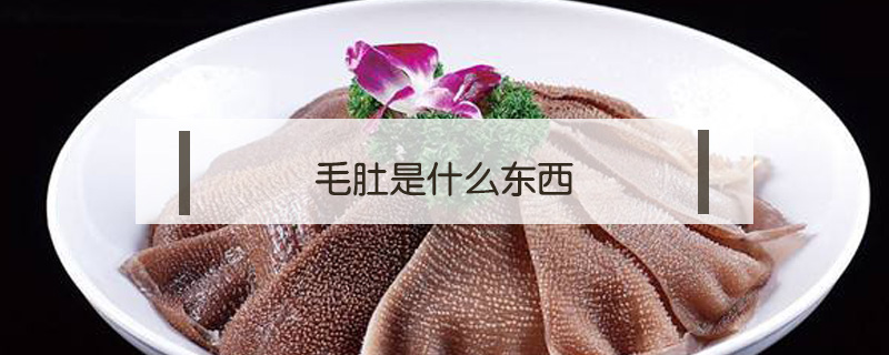 毛肚是什么東西