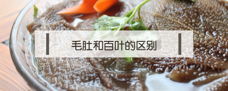 毛肚和百葉的區別