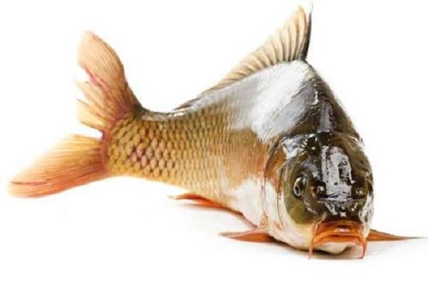 酸菜魚用什么魚做好吃