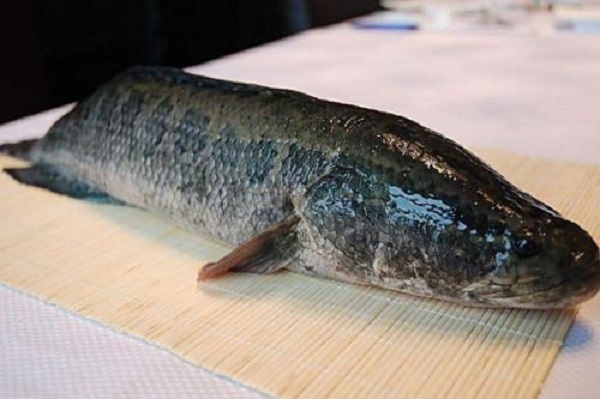 酸菜魚用什么魚做好吃