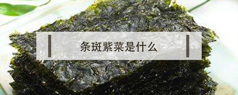 條斑紫菜是什么