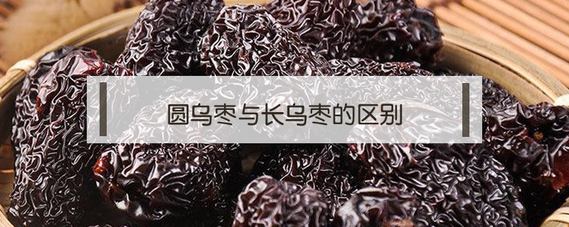 圓烏棗與長烏棗的區別