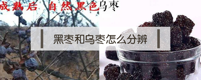 黑棗和烏棗怎么分辨