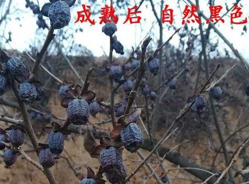 烏棗和黑棗的區別哪個無核