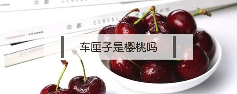 車厘子是櫻桃嗎