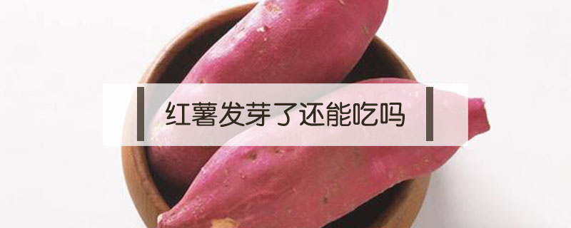 紅薯發芽了還能吃嗎