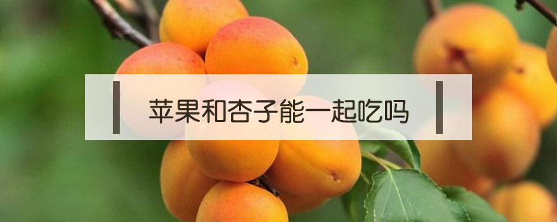 蘋果和杏子能一起吃嗎