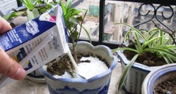 過期的牛奶有什么用