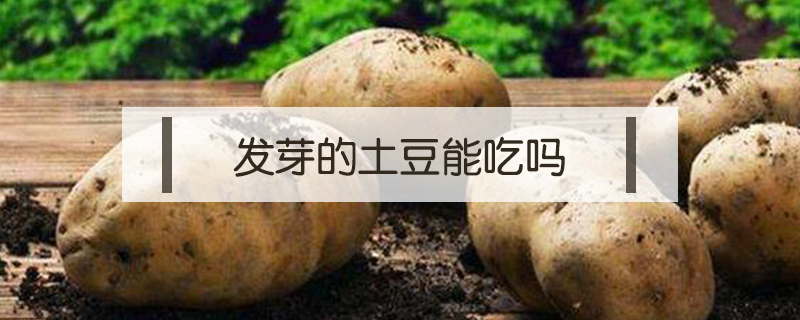 發芽的土豆能吃嗎