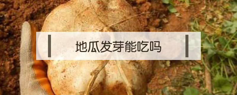 地瓜發(fā)芽能吃嗎
