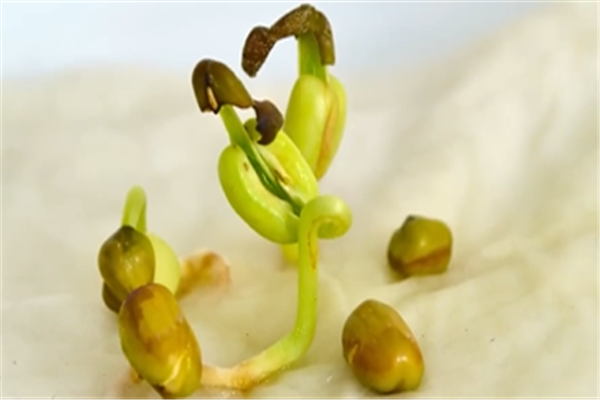 豆芽的生長過程觀察日記