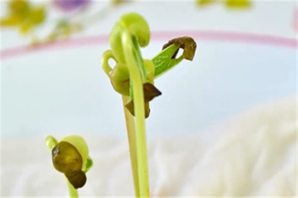 豆芽的生長過程觀察日記