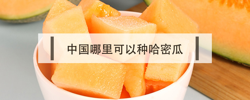 中國哪里可以種哈密瓜