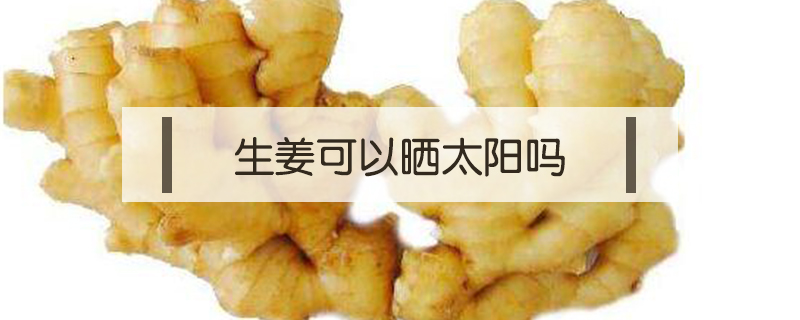 生姜可以曬太陽嗎