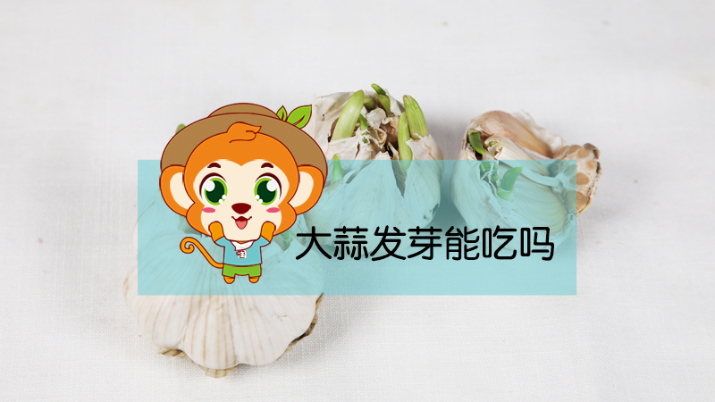 大蒜發(fā)芽能吃嗎