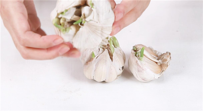 大蒜發(fā)芽能吃嗎
