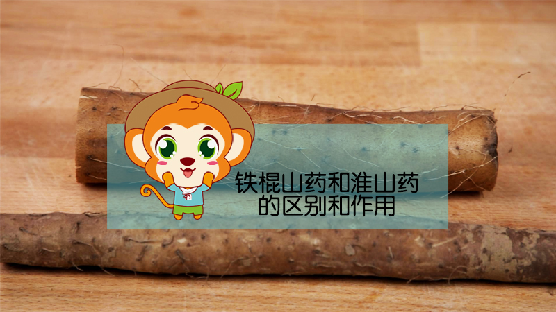 鐵棍山藥和淮山藥的區(qū)別和作用