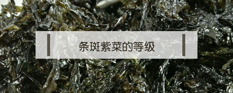 條斑紫菜的等級