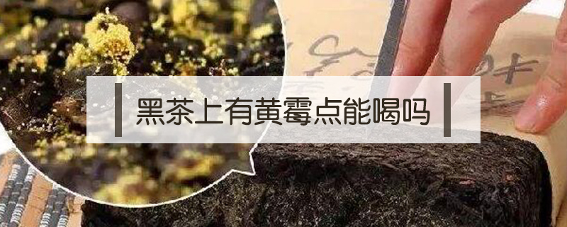 黑茶上有黃霉點能喝嗎