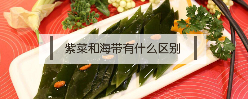紫菜和海帶有什么區別