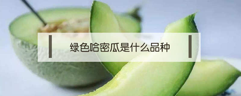綠色哈密瓜是什么品種