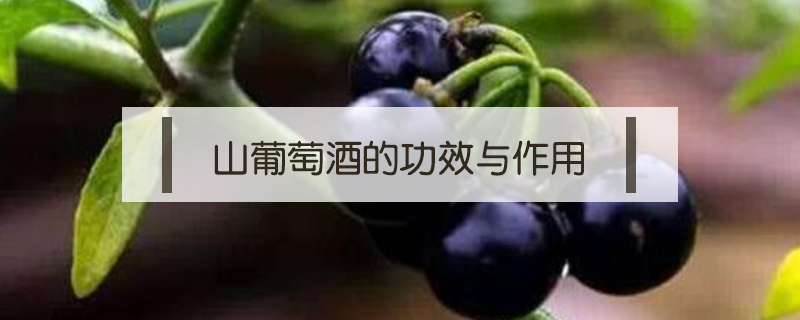 山葡萄酒的功效與作用