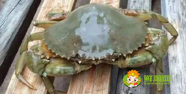 青蟹什么時候最肥美,浙江三門青蟹什么時候最肥美