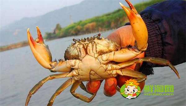 青蟹什么時候最肥美，浙江三門青蟹什么時候最肥美