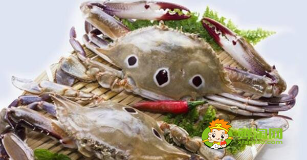 青蟹什么時候最肥美，浙江三門青蟹什么時候最肥美