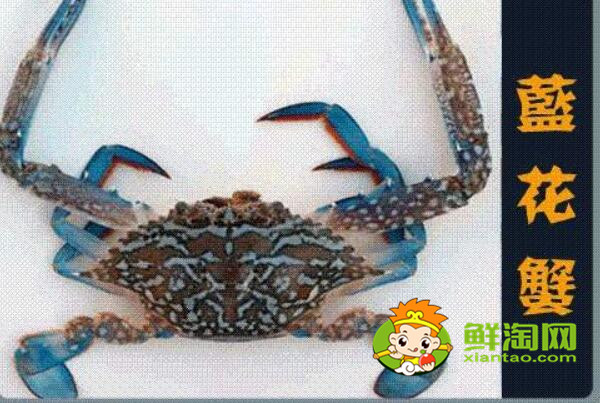 青蟹什么時候最肥美，浙江三門青蟹什么時候最肥美
